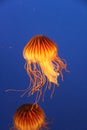 Jellyfish at Vancouver Aquarium, Stanley Park, BC